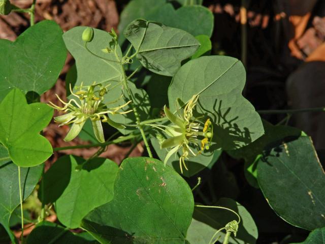 Mučenka (Passiflora lutea L.)