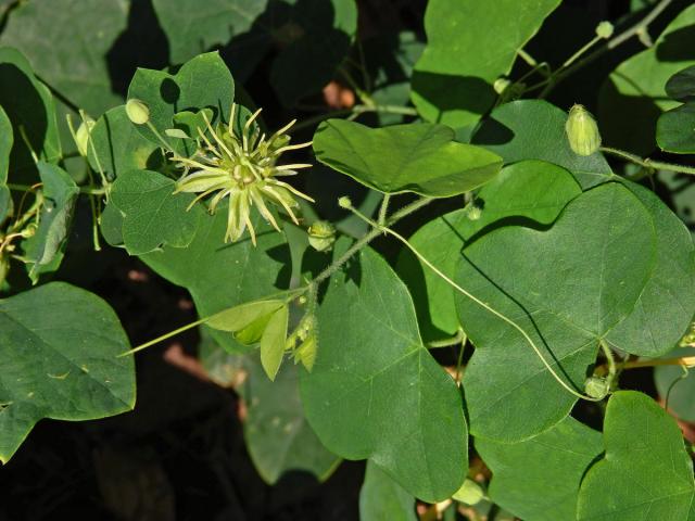 Mučenka (Passiflora lutea L.)