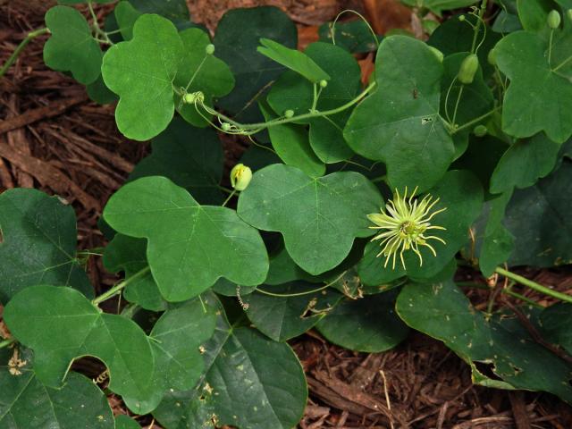 Mučenka (Passiflora lutea L.)