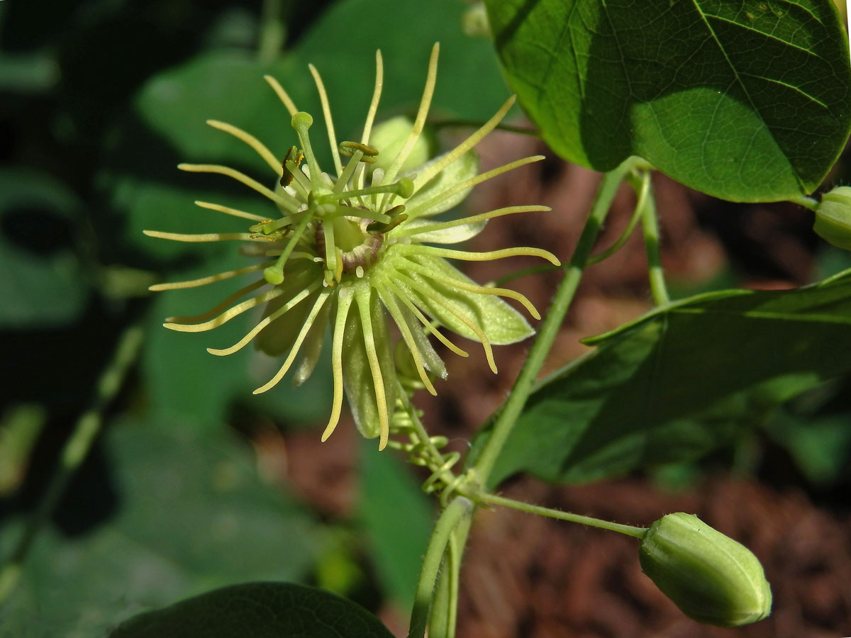 Mučenka (Passiflora lutea L.)