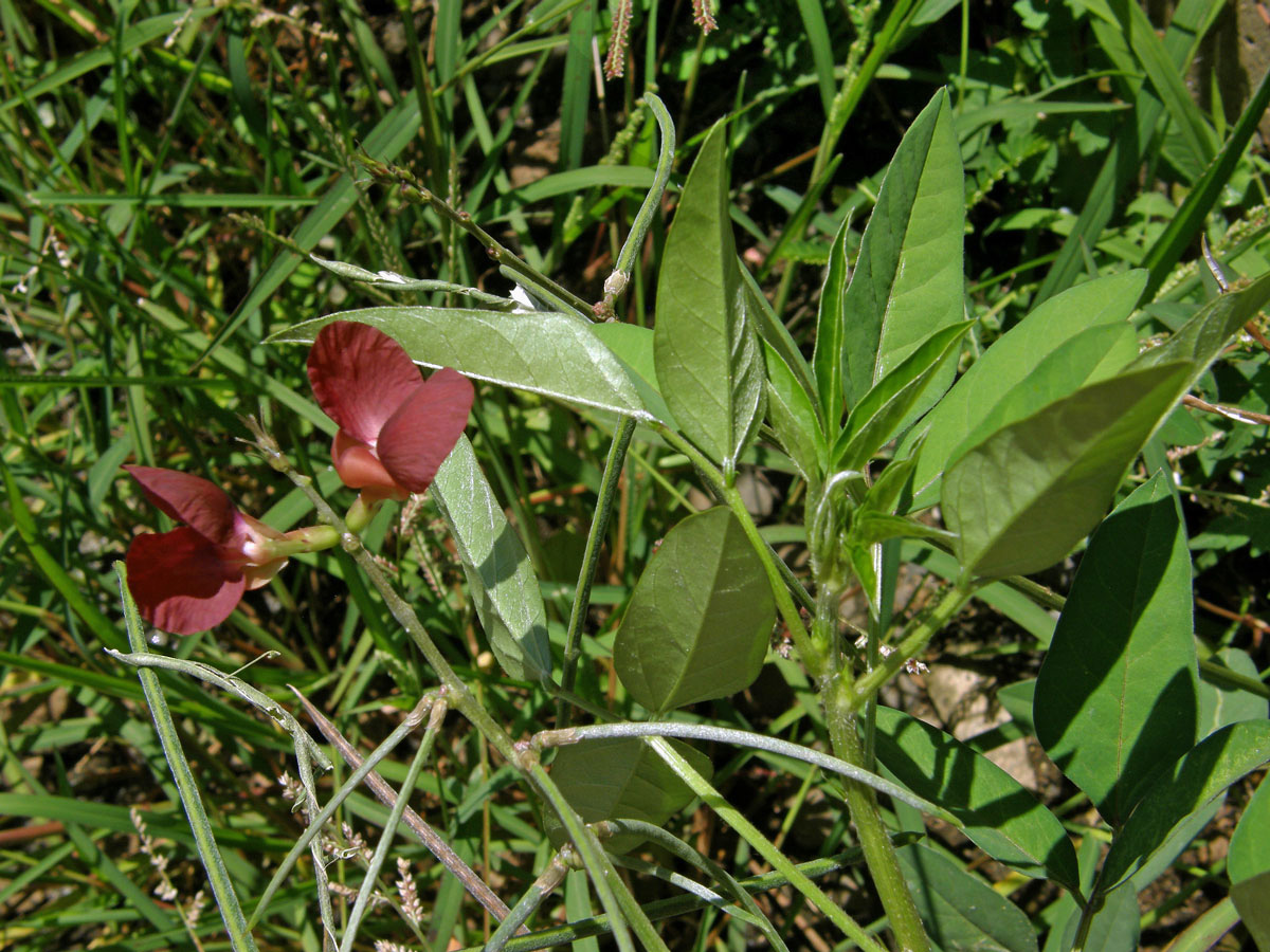 Macroptilium lathyroides (L.) Urb.