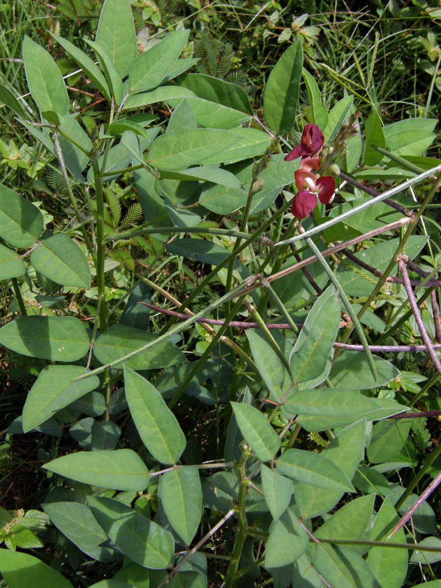 Macroptilium lathyroides (L.) Urb.