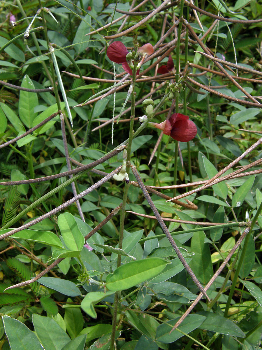 Macroptilium lathyroides (L.) Urb.