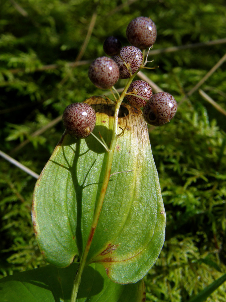 Pstroček dvoulistý (Maianthemum bifolium (L.) F. W. Schmidt)