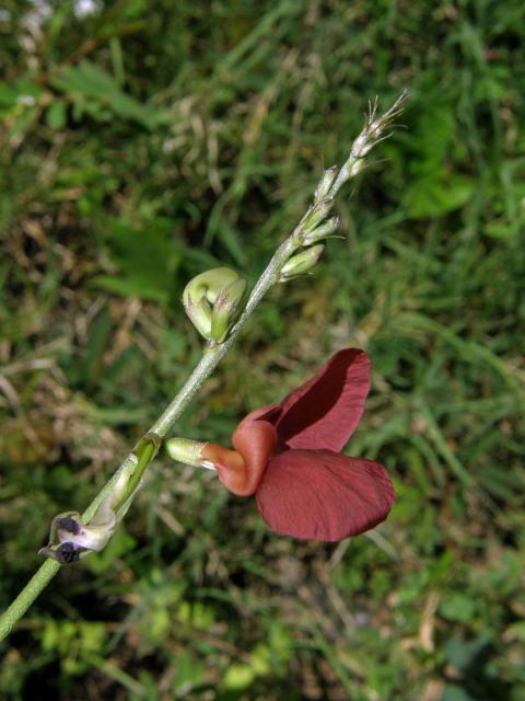 Macroptilium lathyroides (L.) Urb.