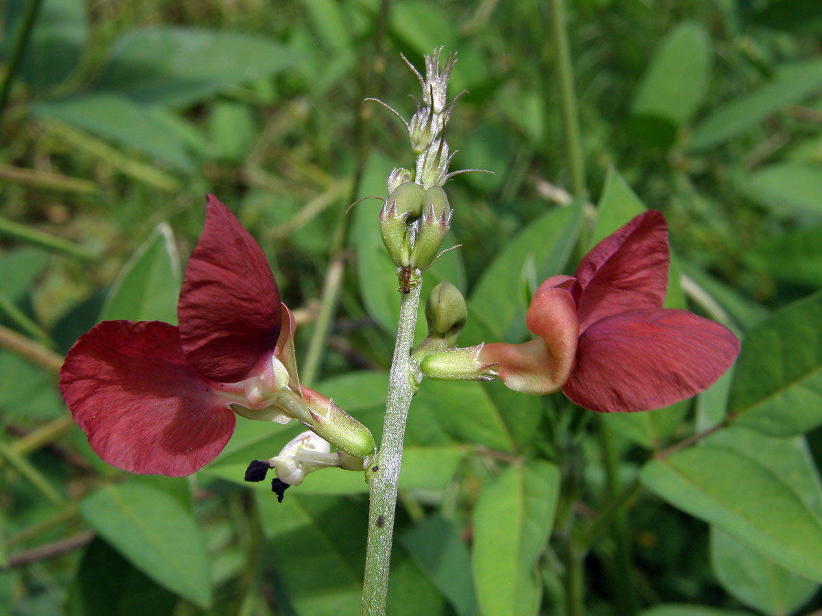 Macroptilium lathyroides (L.) Urb.