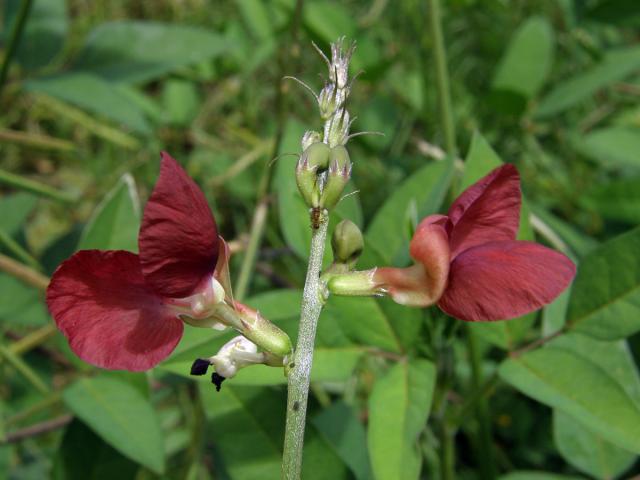 Macroptilium lathyroides (L.) Urb.