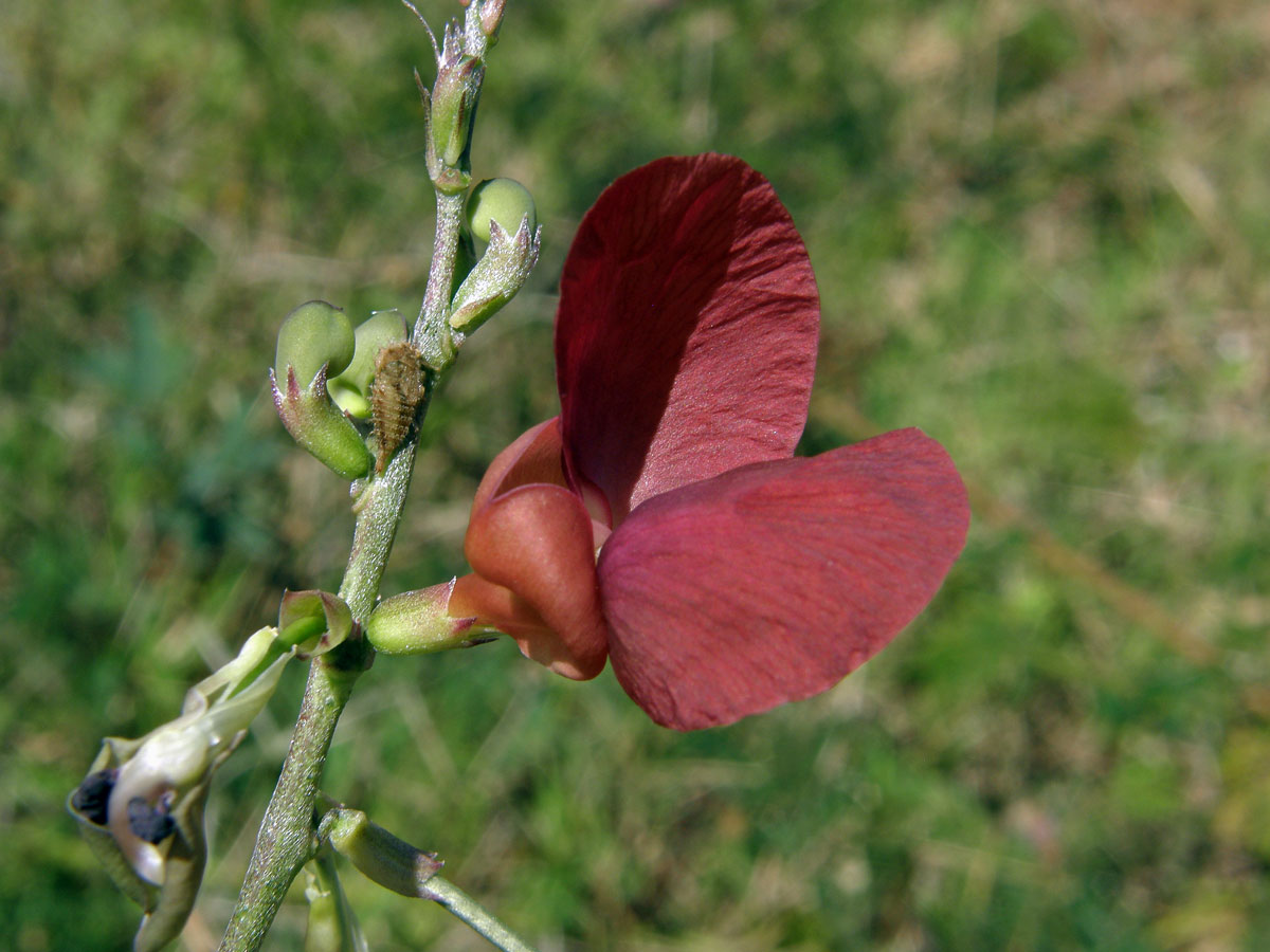 Macroptilium lathyroides (L.) Urb.