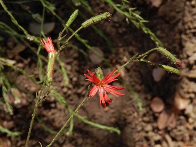 Silenka (Silene laciniata Cav.)