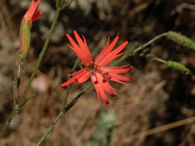 Silenka (Silene laciniata Cav.)