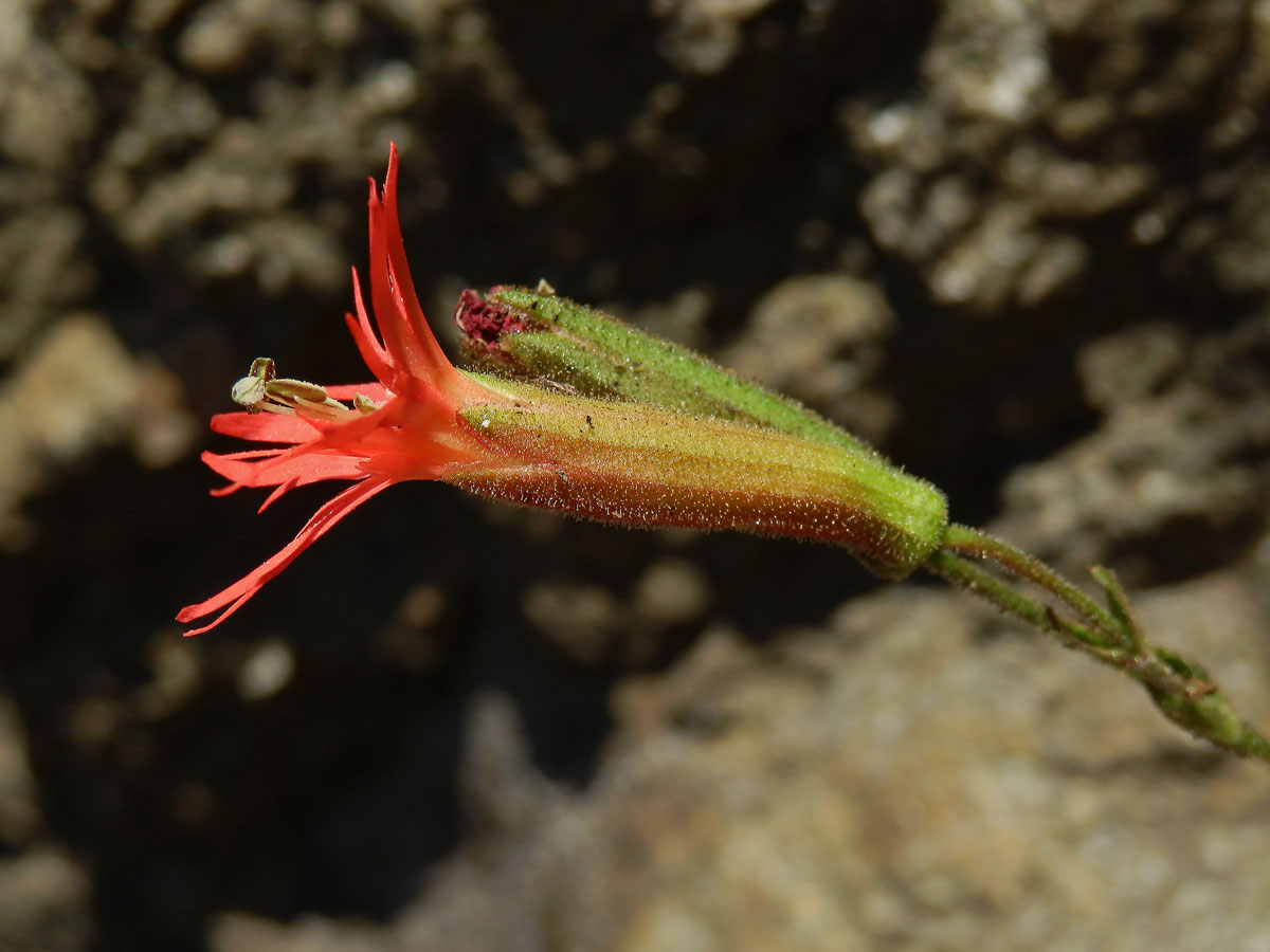 Silenka (Silene laciniata Cav.)