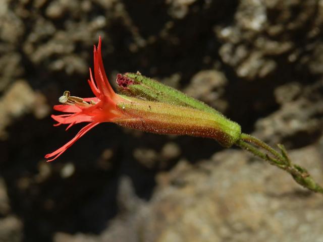 Silenka (Silene laciniata Cav.)