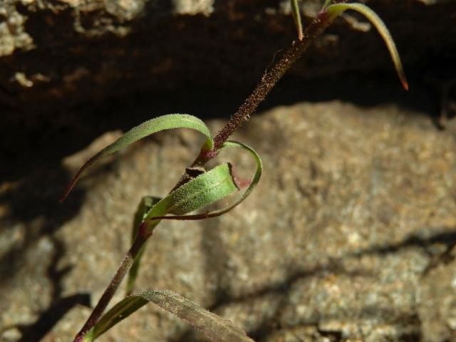 Silenka (Silene laciniata Cav.)