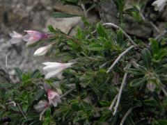 Kamejnička (Lithodora hispidula (Sibth. et Sm.) Griseb.)