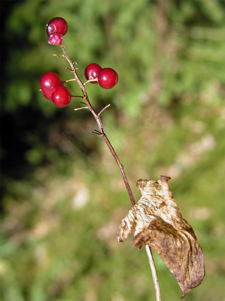 Pstroček dvoulistý (Maianthemum bifolium (L.) F. W. Schmidt)