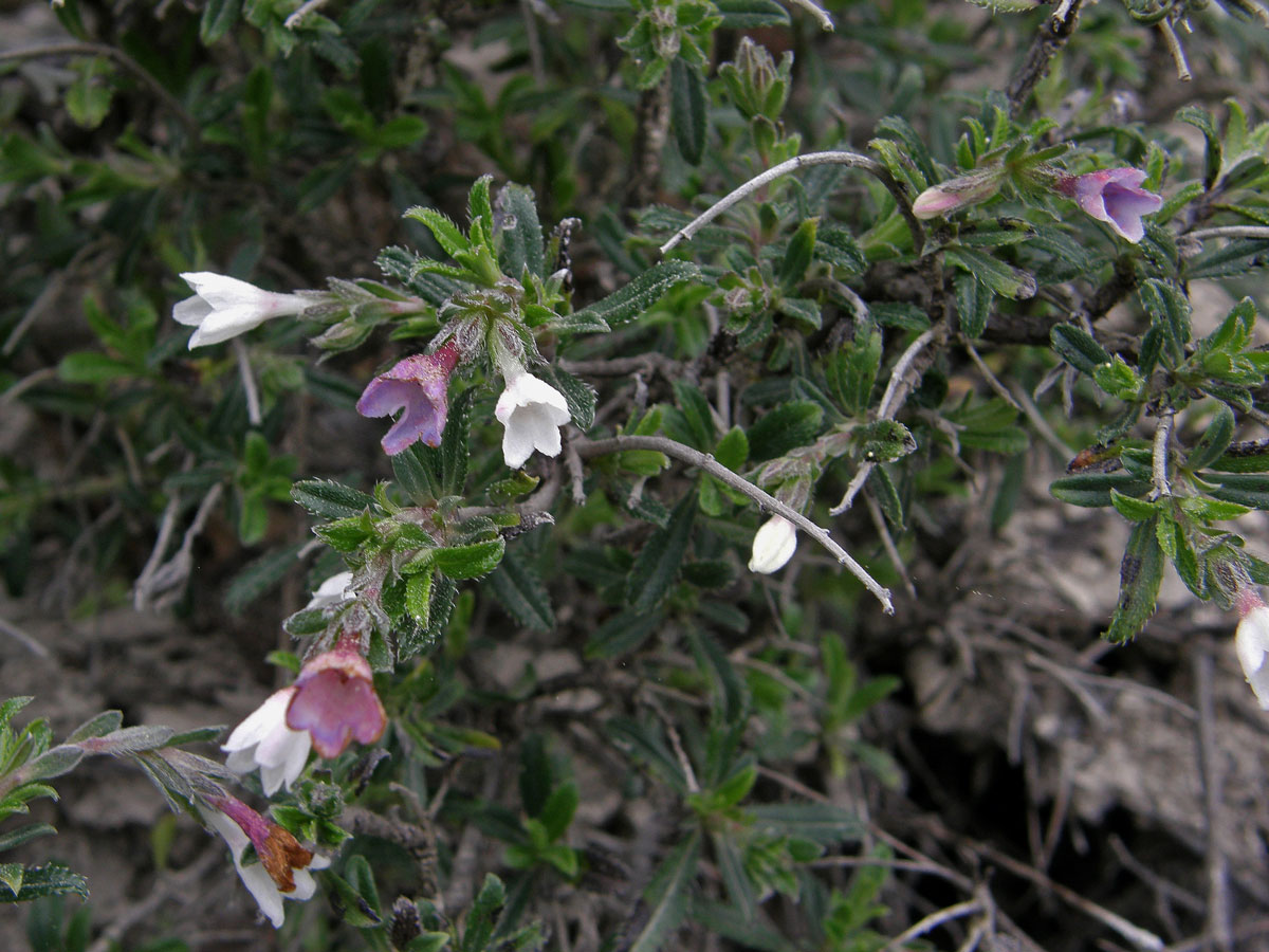 Kamejnička (Lithodora hispidula (Sibth. et Sm.) Griseb.)