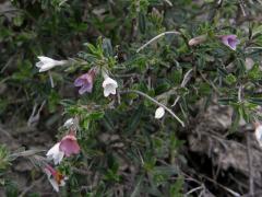 Kamejnička (Lithodora hispidula (Sibth. et Sm.) Griseb.)