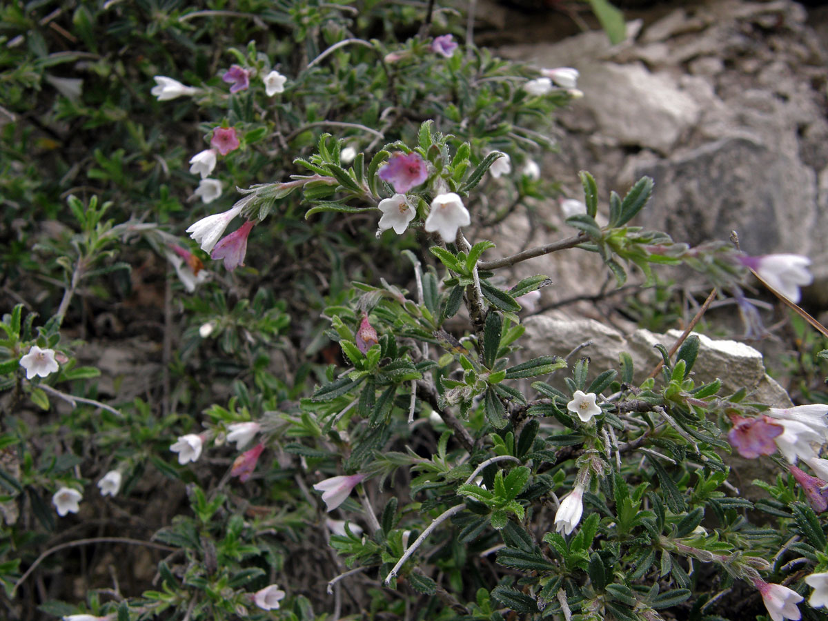 Kamejnička (Lithodora hispidula (Sibth. et Sm.) Griseb.)