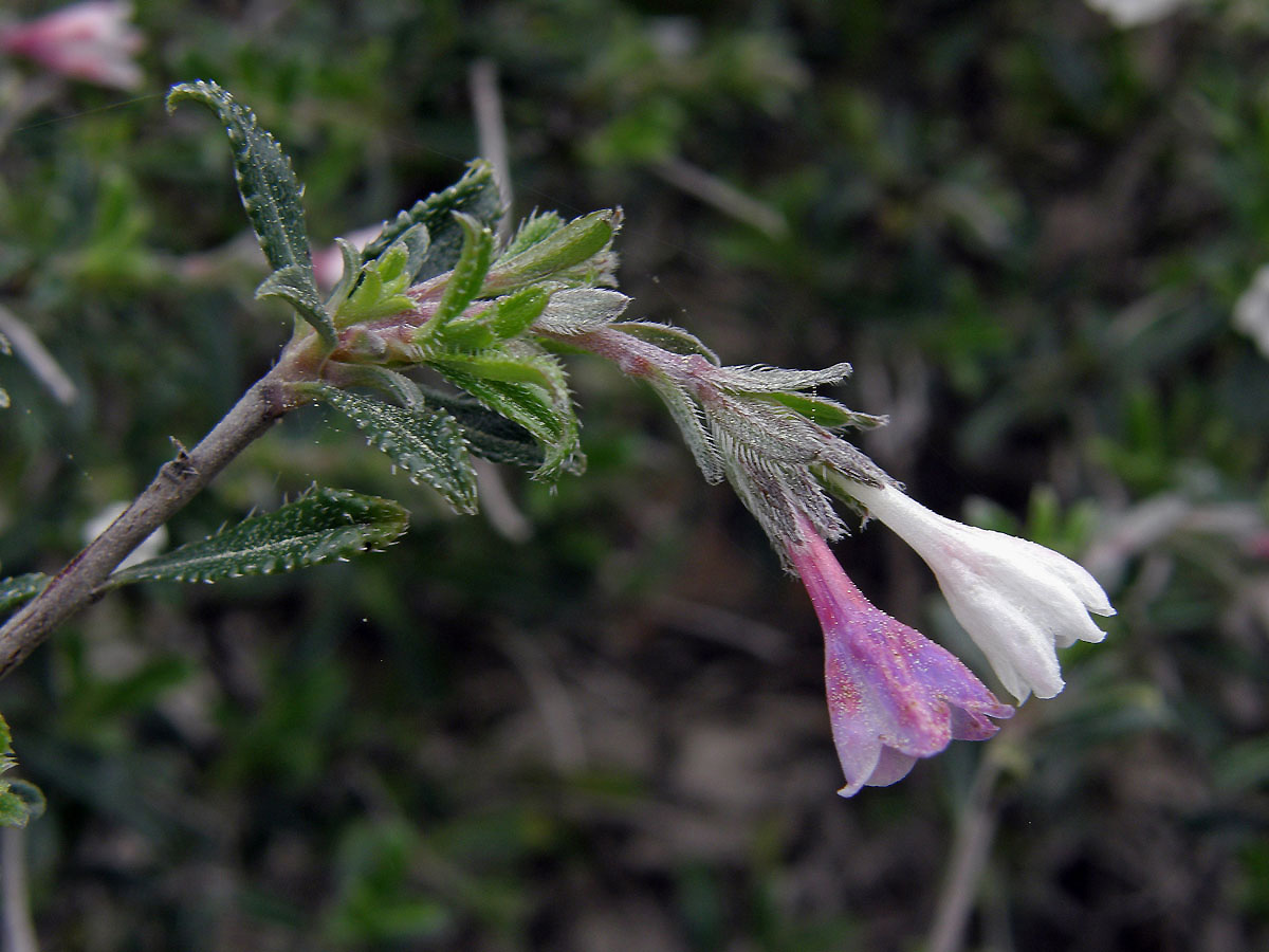 Kamejnička (Lithodora hispidula (Sibth. et Sm.) Griseb.)