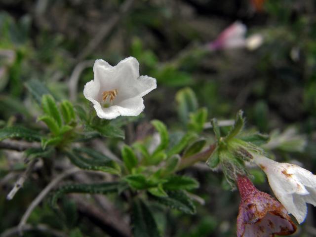 Kamejnička (Lithodora hispidula (Sibth. et Sm.) Griseb.)