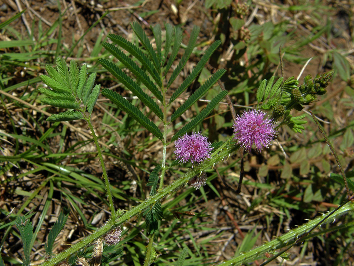 Citlivka (Mimosa diplotricha C. Wright)