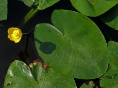 Stulík žlutý (Nuphar lutea  (L.) Sm.)