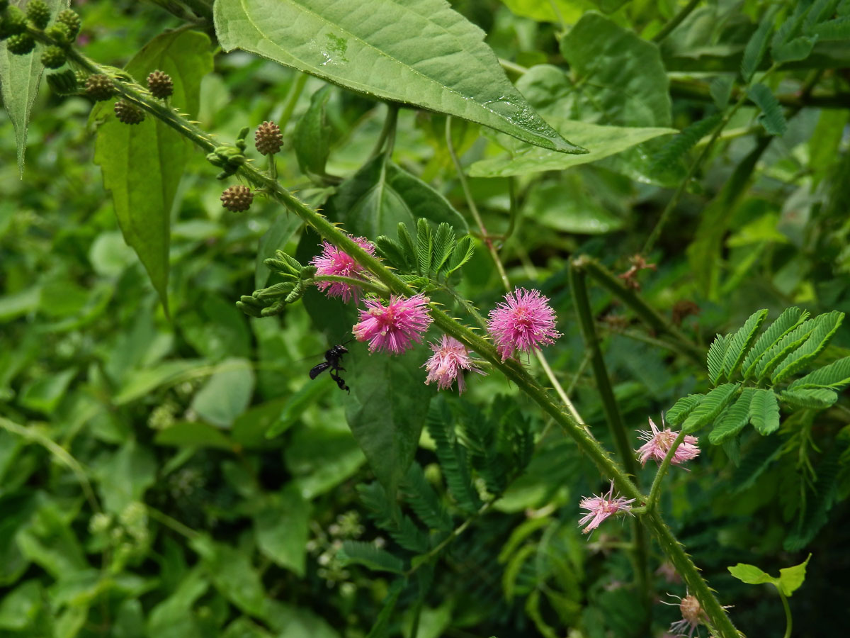 Citlivka (Mimosa diplotricha C. Wright)