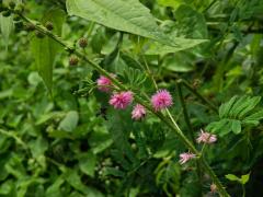 Citlivka (Mimosa diplotricha C. Wright)