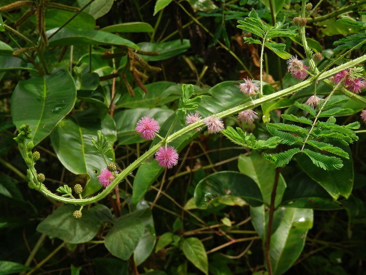 Citlivka (Mimosa diplotricha C. Wright)