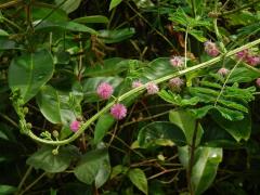 Citlivka (Mimosa diplotricha C. Wright)