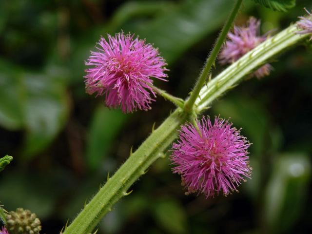 Citlivka (Mimosa diplotricha C. Wright)