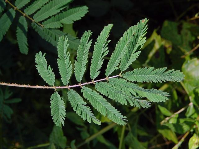 Citlivka (Mimosa diplotricha C. Wright)