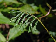 Citlivka (Mimosa diplotricha C. Wright)