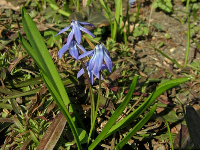 Ladoňka sibiřská (Scilla siberica Haw.)