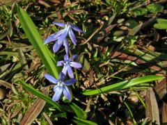 Ladoňka sibiřská (Scilla siberica Haw.)