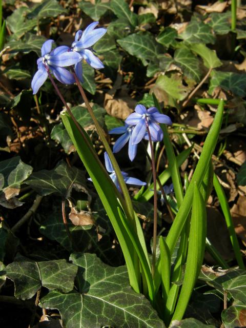 Ladoňka sibiřská (Scilla siberica Haw.)