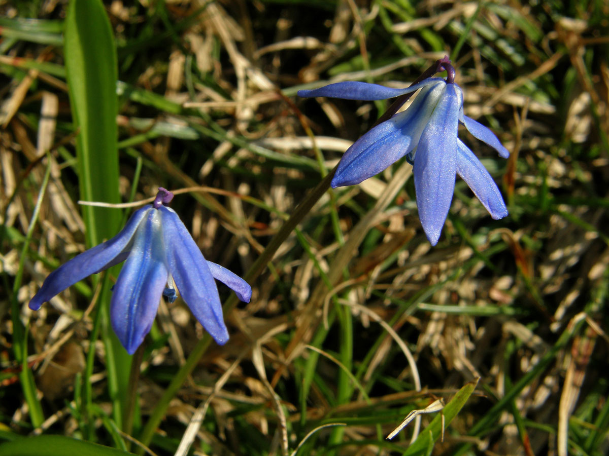 Ladoňka sibiřská (Scilla siberica Haw.)