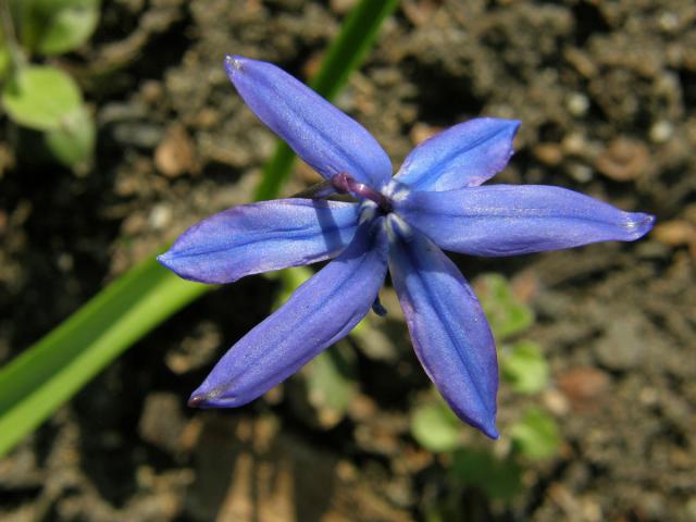 Ladoňka sibiřská (Scilla siberica Haw.)