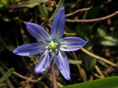 Ladoňka sibiřská (Scilla siberica Haw.)