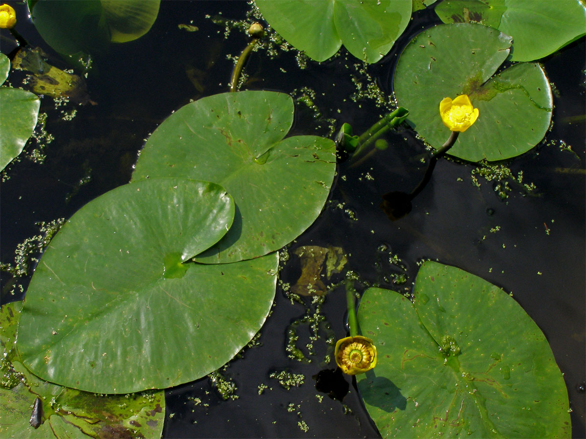 Stulík žlutý (Nuphar lutea  (L.) Sm.)