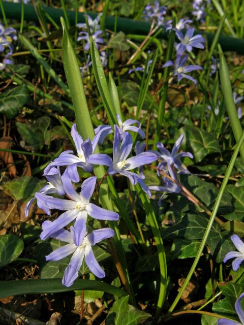 Ladoňka zářící (Scilla luciliae (Boiss.) Speta)