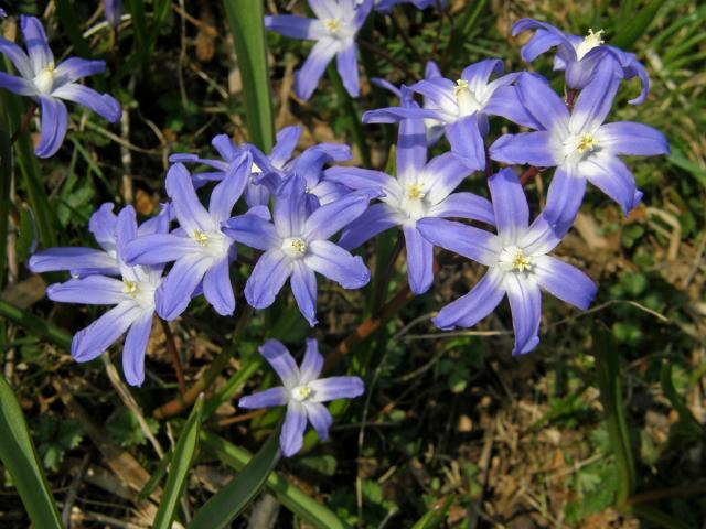 Ladoňka zářící (Scilla luciliae (Boiss.) Speta)