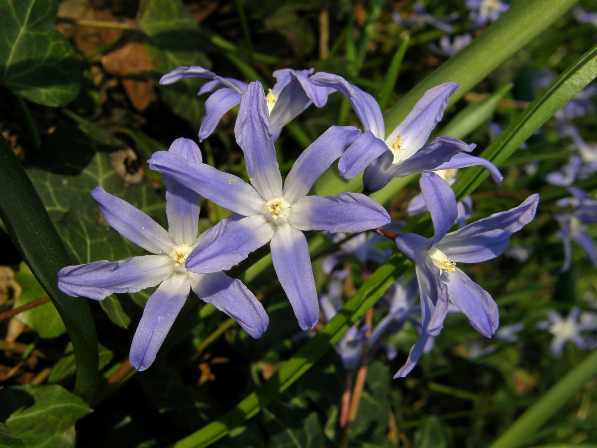 Ladoňka zářící (Scilla luciliae (Boiss.) Speta)