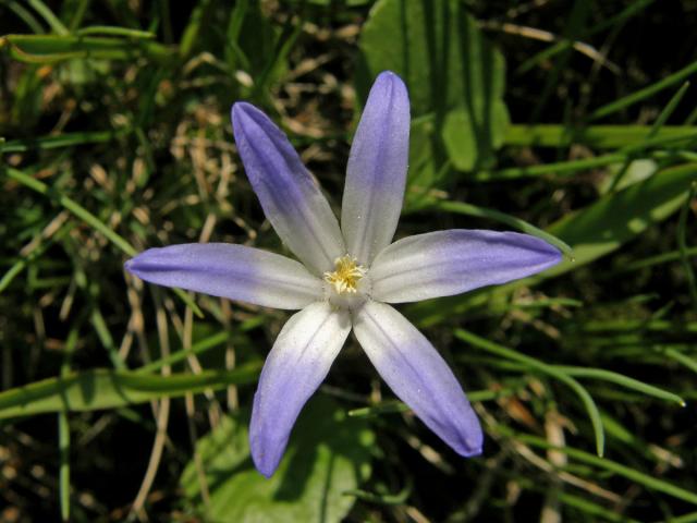 Ladoňka zářící (Scilla luciliae (Boiss.) Speta)