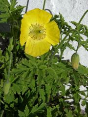 Mákovník velšský (Meconopsis cambrica (L.) Vill.)