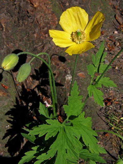 Mákovník velšský (Meconopsis cambrica (L.) Vill.)