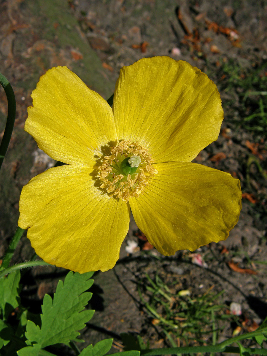 Mákovník velšský (Meconopsis cambrica (L.) Vill.)