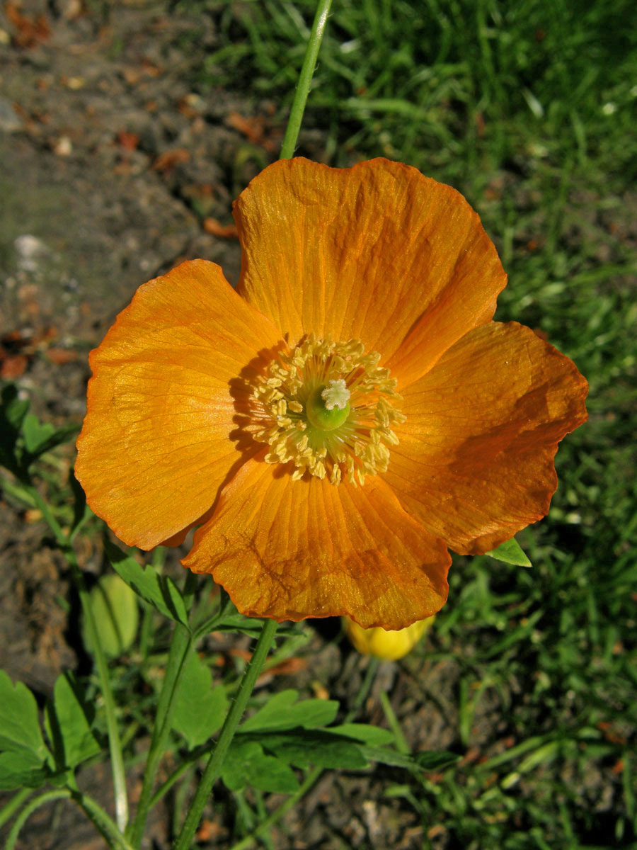 Mákovník velšský (Meconopsis cambrica (L.) Vill.)