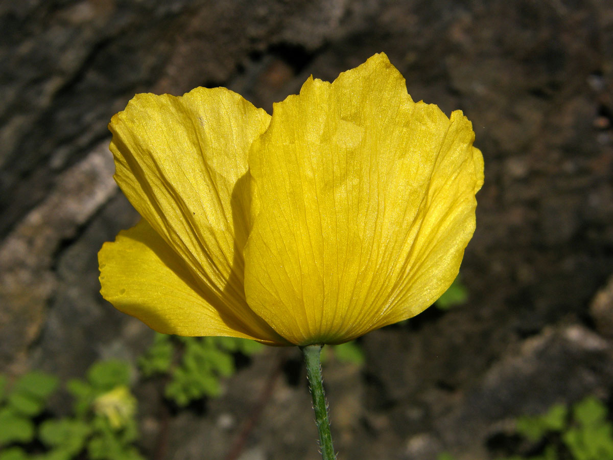 Mákovník velšský (Meconopsis cambrica (L.) Vill.)