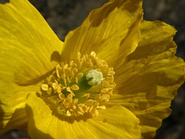 Mákovník velšský (Meconopsis cambrica (L.) Vill.)